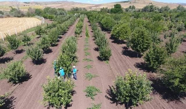 Belediyeden vatandaşlara ücretsiz meyve ikramı