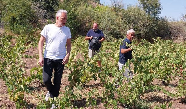 Ünlü gurmeler, 400 yıllık 'Sungurlu Beyazı'nı yerinde onayladı!