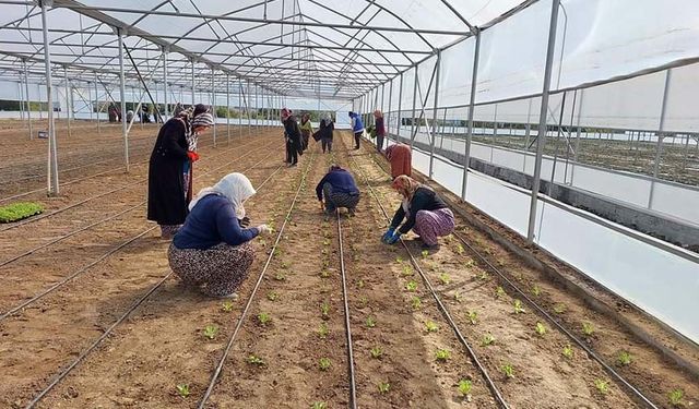 Çorum'un bu ilçesinde tarımın geleceği genç ellerde!