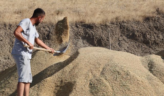 Kızılırmak'ın bereketi çeltiğe yansıdı: Çorum'un bu ilçesinde 800 ton mahsul bekleniyor