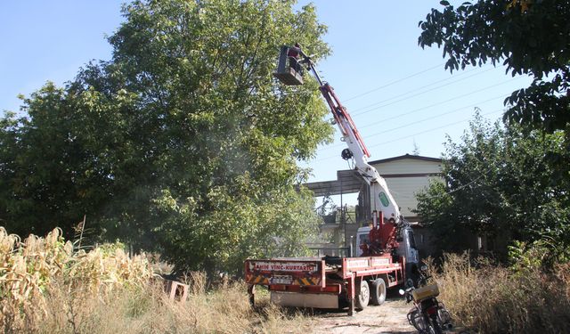 Cevizleri vinçle topluyorlar