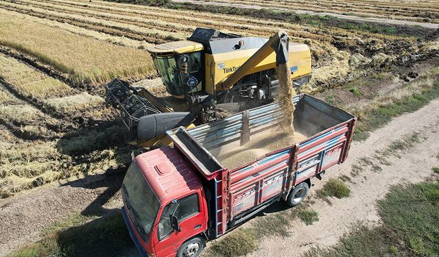 Çorum'un beyaz altını: Sofraların vazgeçilmezi Osmancık Pirincinin hasadı tamamlandı