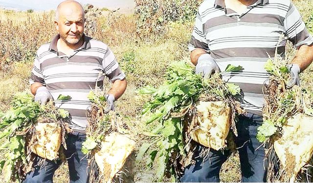 Çorum'un bu ilçesinde devasa Pancar şaşkınlığı!