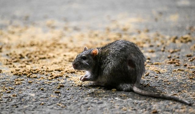 Çorum'da korkutan tablo: Fare popülasyonu 4 kat arttı!