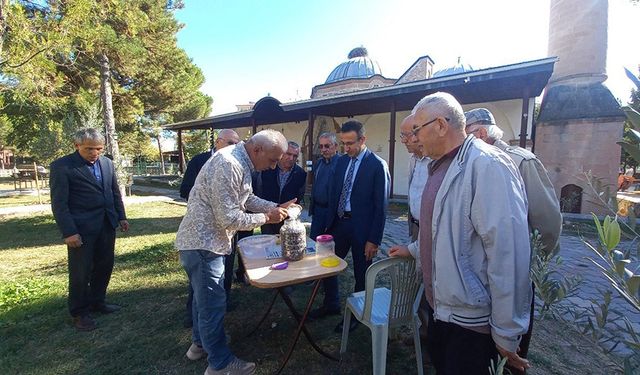 Tarihi İmaret Caminin bahçesinde zeytin hasadı