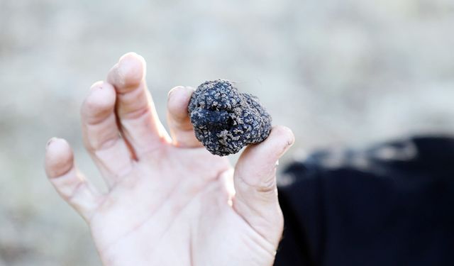 Altından daha değerli! Yozgat'ın o ilçesinden çıkıyor, kilosu 3 bin avro!