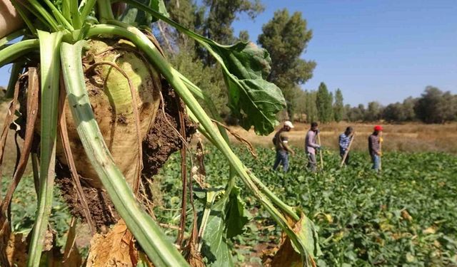 Tokatlı çiftçiler için şeker pancarı mesaisi başladı