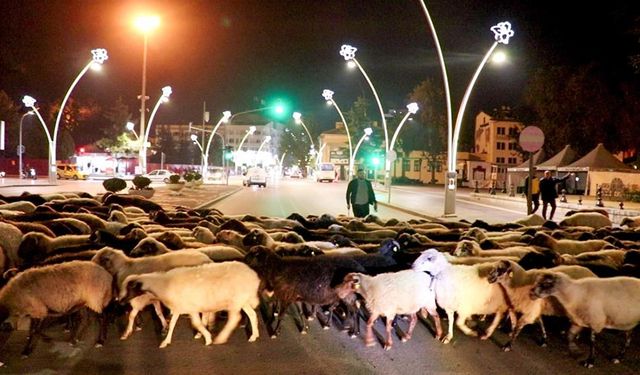 Tokat'ta gördüğünüze inanamayacaksınız!