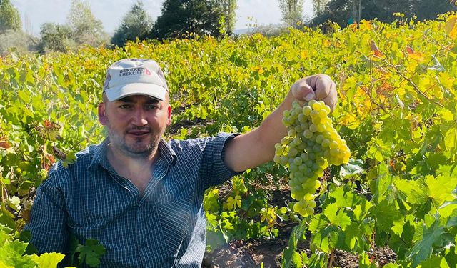 Çorum'un bu ilçesinde baba - oğul meşhur üzümleri yetiştiriyor