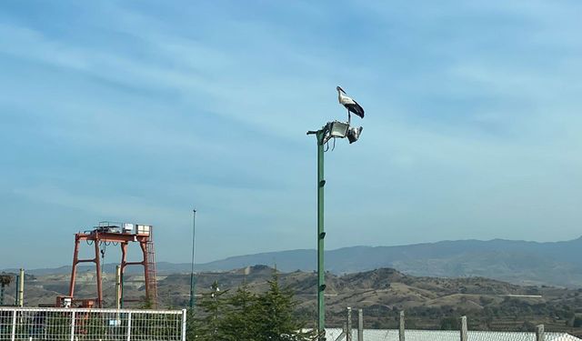 Çorum'un göç etmeyen yalnız leyleği