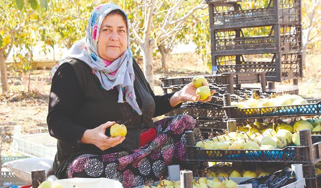 Deveci armudunda hasat zamanı