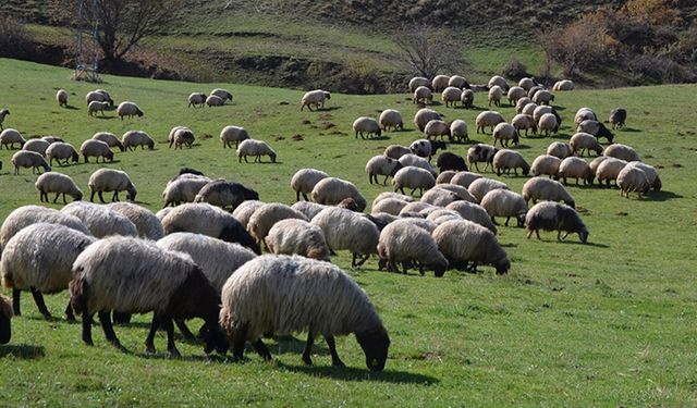 Bu yıl için uygulanacak hayvancılık destekleri artırıldı