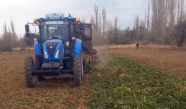 Çorum'un bu ilçesinde Şeker Pancarı hasadı başladı