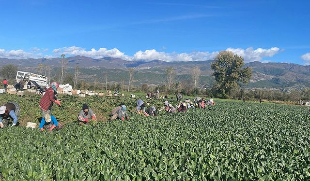 Tokat'ın bu ilçesinde 150 dönüme ıspanak ekildi!