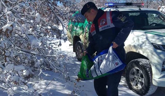 Jandarma ekipleri yaban hayvanları için yem bıraktı