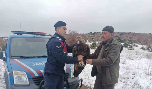 Yozgat’ta jandarmanın bulduğu yaralı şah kartalı tedaviye alındı