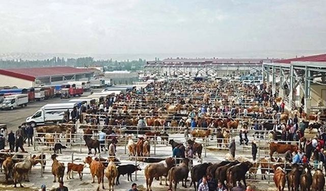 Çorum'da şap hastalığı alarmı: Bütün Hayvan Pazarları kapatıldı!