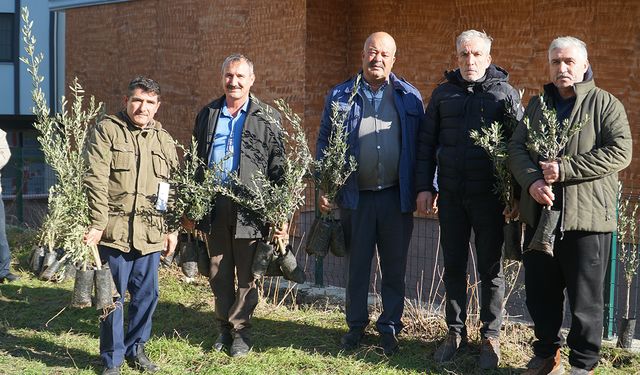 Çorum'un bu ilçesinde binlerce zeytin fidanı dağıtılıyor