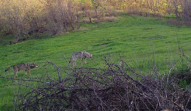 Doğanın gizli sakinleri: Çorum'un vahşi doğası fotokapanda