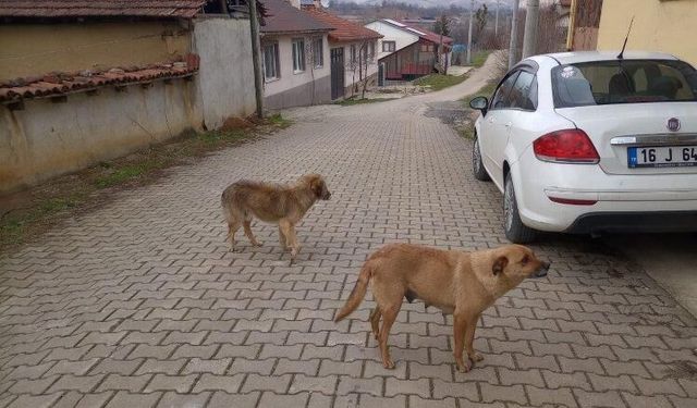 Bilecik’te evcil hayvan sahipleri uyarıldı