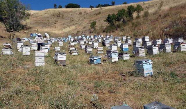 Nakliye giderleri gezgin arıcıları olumsuz etkiledi