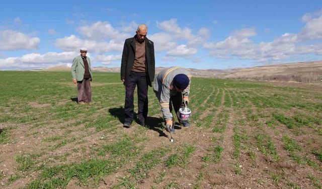 Yozgat’ta çiftçinin başı tarla fareleriyle dertte