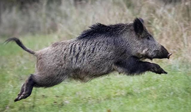 Arazi ve çayır alanına giriş yasak: Kargı’da yaban domuzuna karşı sürek avı düzenlenecek
