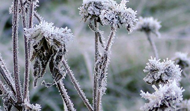 Meteorolojiden kritik uyarı: Kuvvetli rüzgar ve zirai don tehlikesi