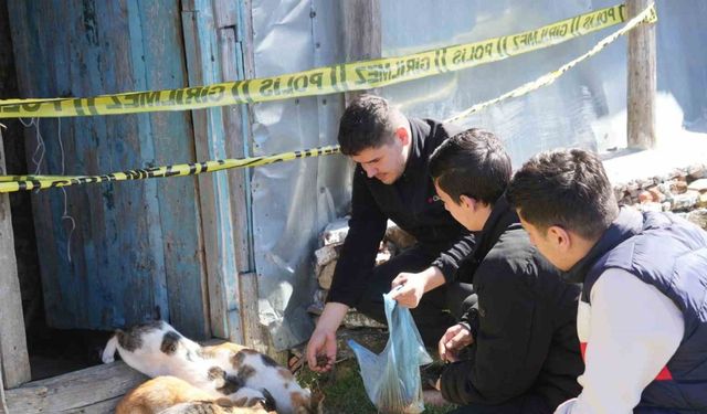 Evinde baygın halde bulundu, beslediği 36 kedisi sahipsiz kaldı