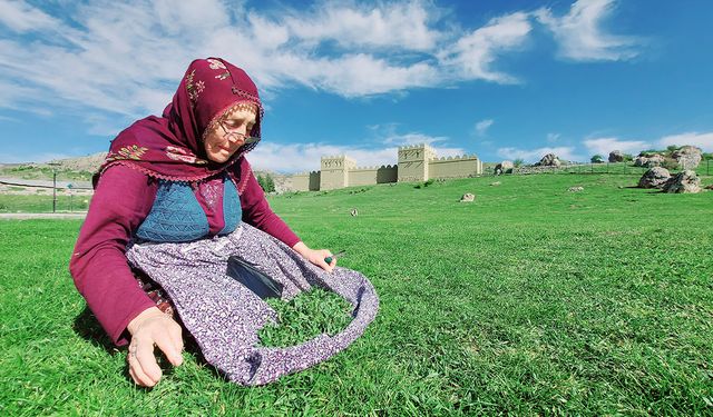 Çorum'da İlkbaharın müjdecisi Madımak Otunun hasadı başladı!