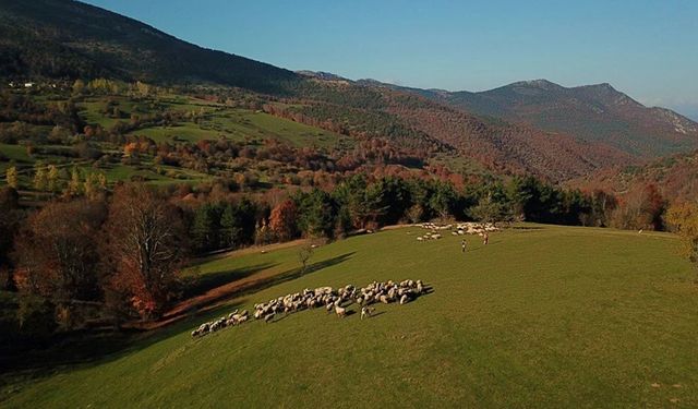 Tokat'ın doğal cenneti Dumanlı Yaylası yapılaşma tehdidiyle karşı karşıya