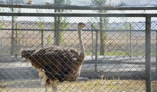 Alaca Veli Çayırı yenileniyor