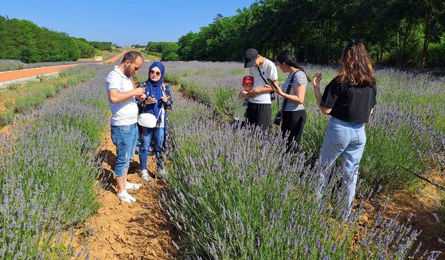 Karabük ve Sakarya'da çiçek açan lavanta bahçeleri ziyaretçilerini ağırlıyor