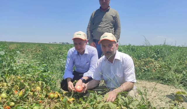 TARSİM heyeti Adana'daki bitkilerde oluşan güneş yanığını gözlemledi