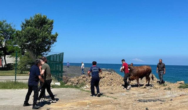 Zonguldak'ta kesime getirildiği sırada denize kaçan boğayı itfaiye ekipleri yakaladı