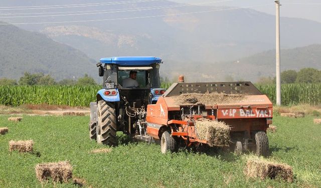 Muğlalı üreticinin yüzü gülüyor