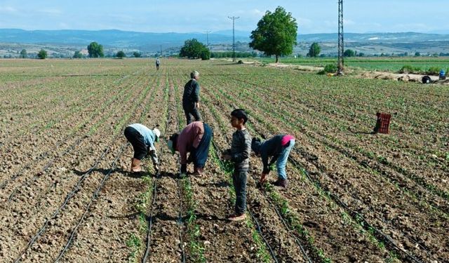 Tarım işçisi çocuklar için acil çözümler üretilmeli