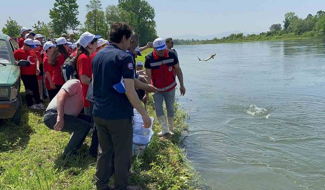 5 bin Mersin balığı Yeşilırmak’a salındı