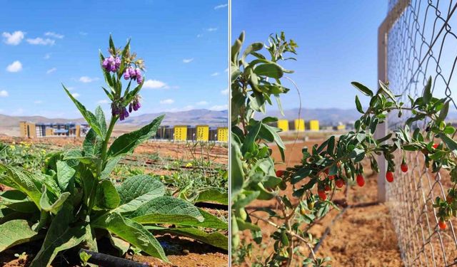 Ahi Evran Üniversitesi’nde tıbbi aromatik bitkilerin ilk hasadı başladı