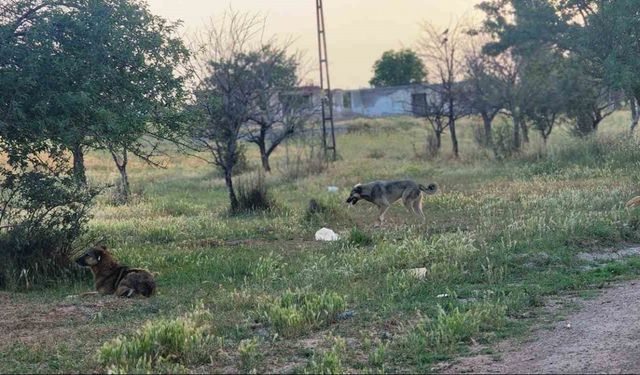 Akyurt’ta başıboş köpekler 4 koyunu telef etti