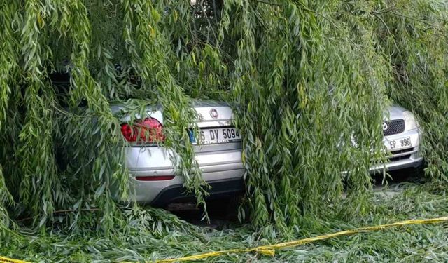 Ankara’da söğüt ağacı park halindeki araçların üzerine devrildi