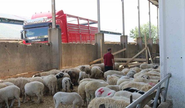 Atakum Belediyesi Kurban Satış ve Kesim Yeri bayrama hazır