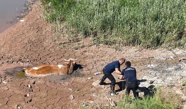 Bataklığa saplanan ineği itfaiye kurtardı