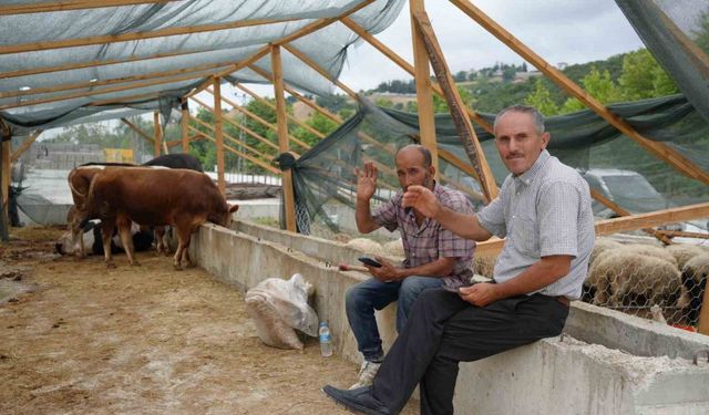 Besiciler bayramda da kurbanlık mesaisinde