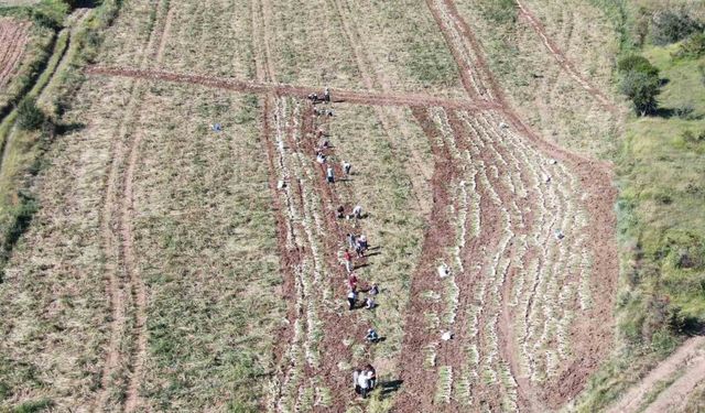 Dünyaca ünlü Taşköprü sarımsağınıda hasat başladı