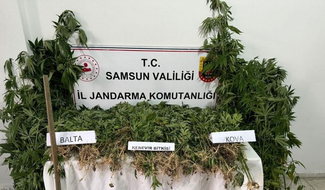 Jandarmadan yasadışı kenevir ekimi yapan şahsa gözaltı