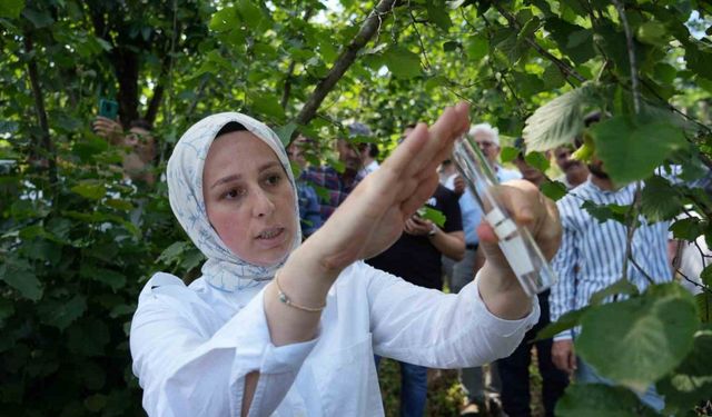 Kahverengi kokarca ile mücadele: 14 bin ‘samuray arısı’ doğaya salındı