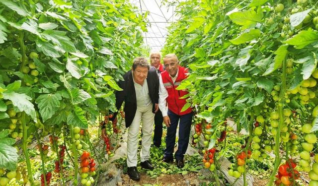 Karadeniz’in en büyük sebze serasında sezonun ilk domates hasadı yapıldı