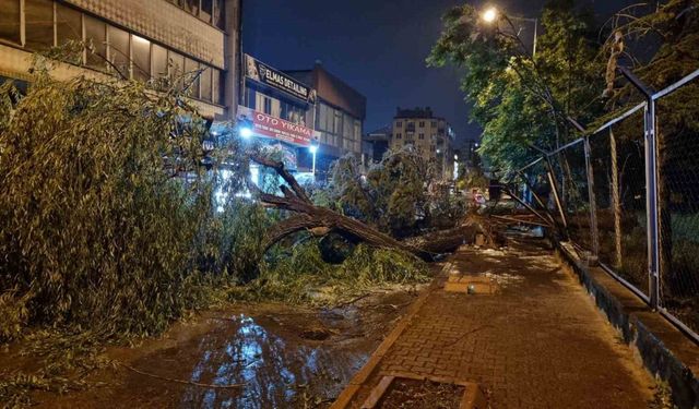 Kayseri’de şiddetli rüzgar ağaçları devirdi, vatandaşlar yolda mahsur kaldı