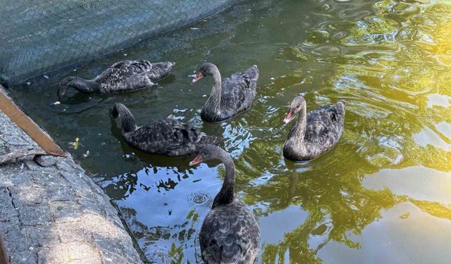 Kuğulu Park’taki yavru kuğular büyüdü